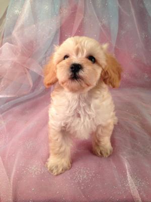 Female Lhasa Bichon Puppy for sale #1 Born 7-20-13 | Shipping by air only $150 to Big airports like Boston, Providence, DC, and many others